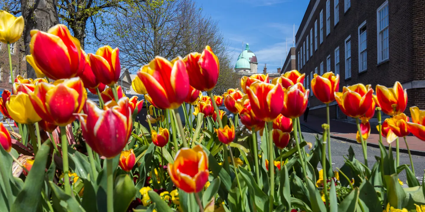 Red and yellow tulips arranged in front of a building.